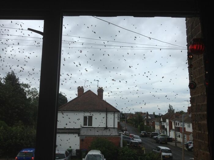 When Wasps Declare Themselves Rulers of the Street