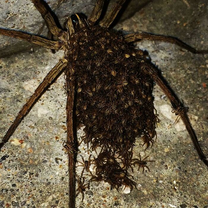 Unexpected Visitor on the Front Porch