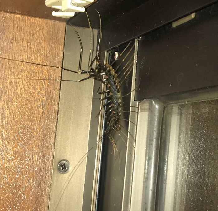 Speedy Little Intruder Found in a Japanese Apartment
