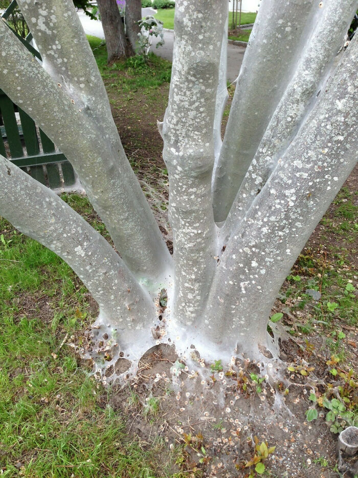 Skeptical About Tree Web? This One Changed My Mind