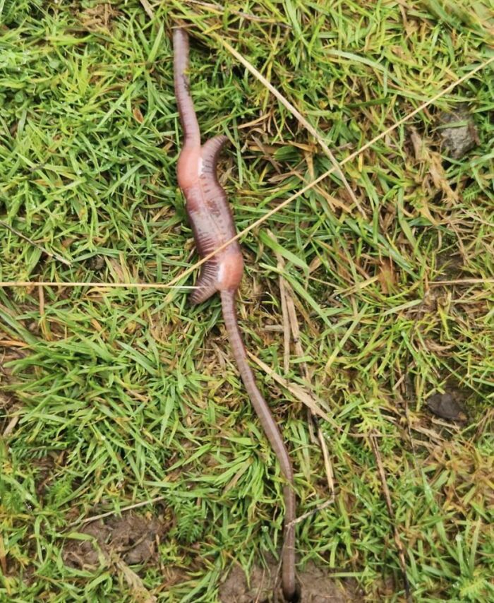 These Worms Just Hanging Out Outside