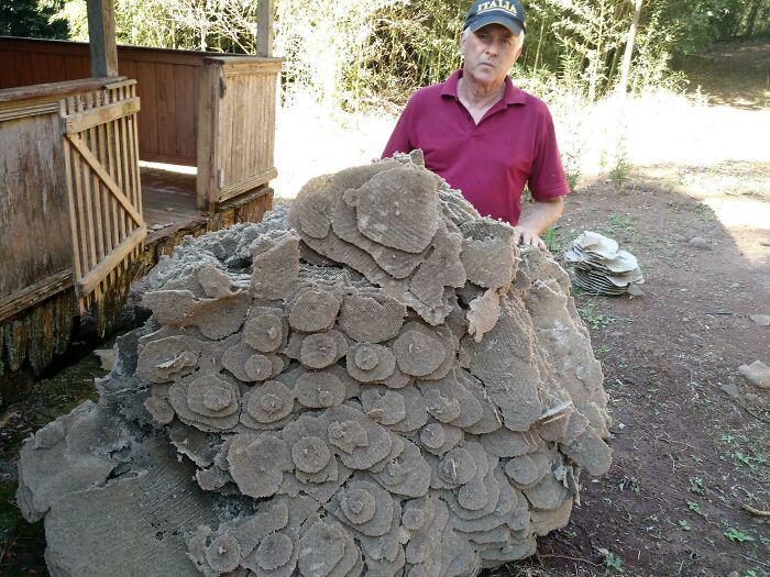 Wasp Nest From Brazil That’s Basically a Horror Movie Set