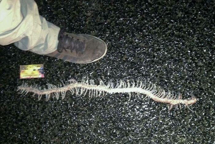 Little Crawler Spotted Outside a Friend’s House