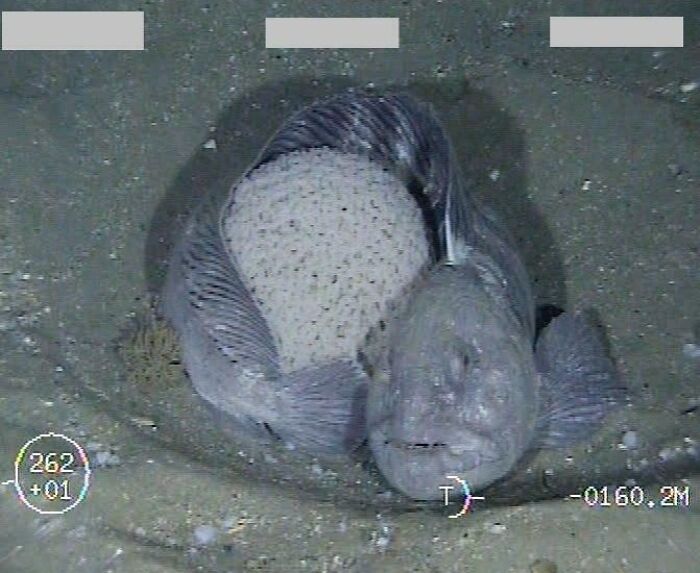 Meet ‘Wolfie’ and Its Egg Crew