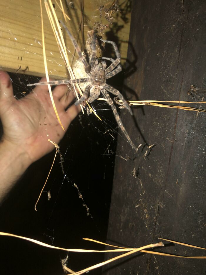 Huge Nope Alert! That’s a Giant Fungus Bigger Than a Hand