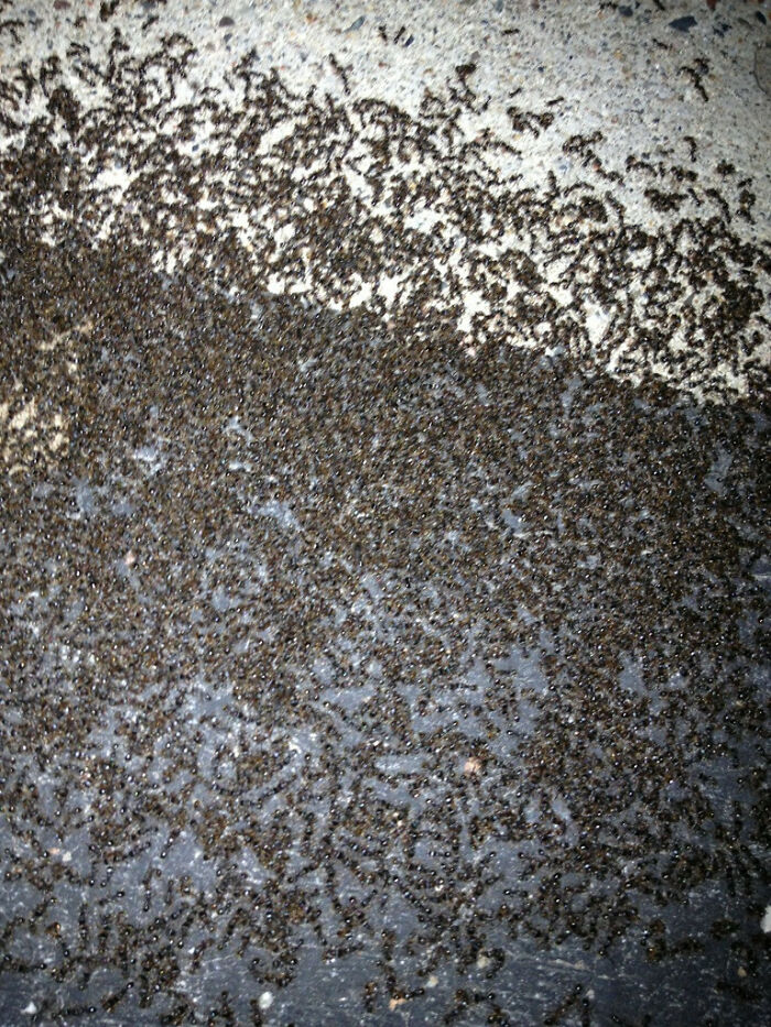 When The Ants Hold a Neighborhood Meeting Right Outside Your House