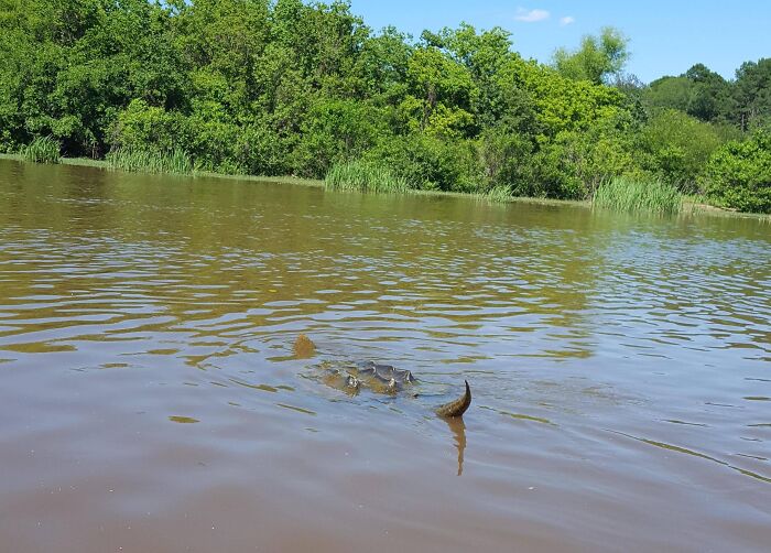 Caught This River Monster on Camera—It’s Huge!