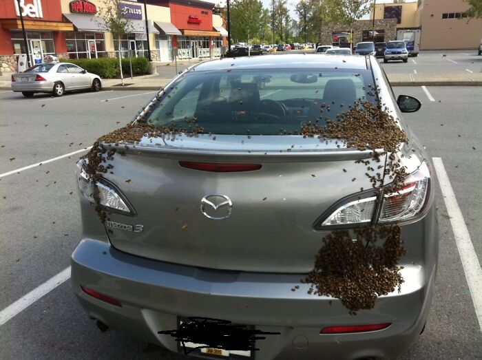 Bees Doing Their ‘Nature’s Sign of Nope’ Thing