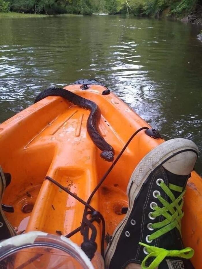 Spotted This Slithery Guy on Facebook and Went: Nope