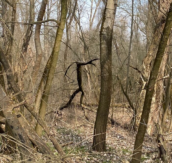 Walking in the Forest When Suddenly—Heartattack Tree