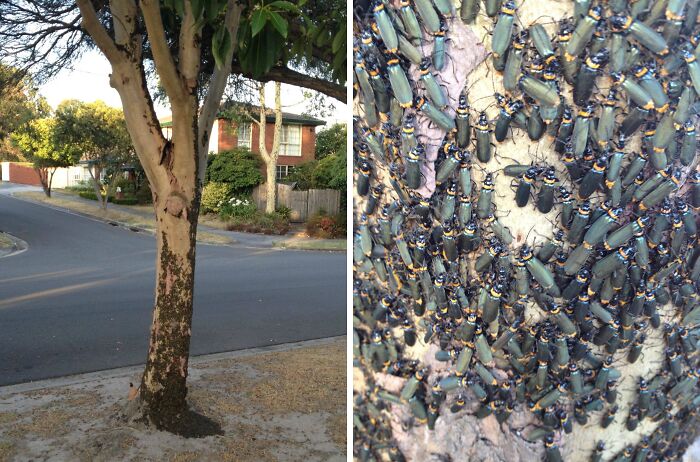 Front Yard Trees Got Taken Over by Mysterious Black Bugs