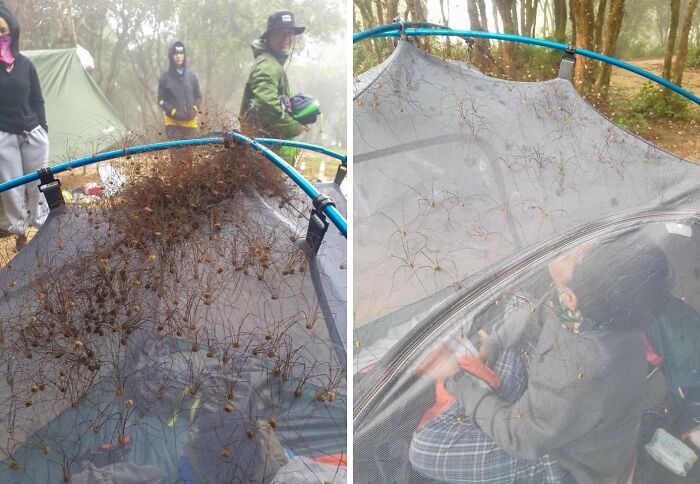 Camping, But Make It Buggy: Insects Join the Campfire