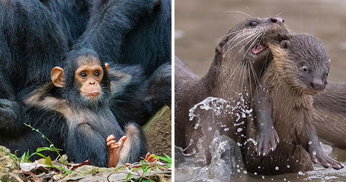 Wait, Nature Is This Hilarious? Check Out 80 Wildlife Pics That Nailed the Comedy Game