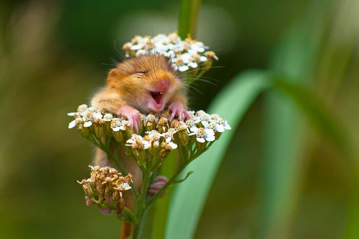The Laughing Dormouse’s Giggle Fit