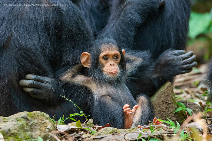 Just Chillin’: The Laid-Back Wildlife Star