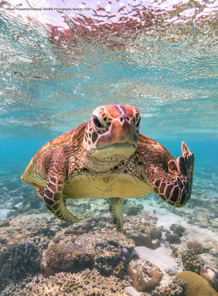 Turtle’s Sassy Bird Flip