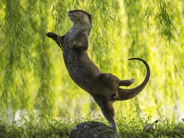 Otter Ballerina’s Perfect Pose