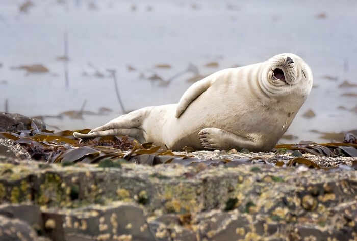Seal’s Photobomb Like a Pro