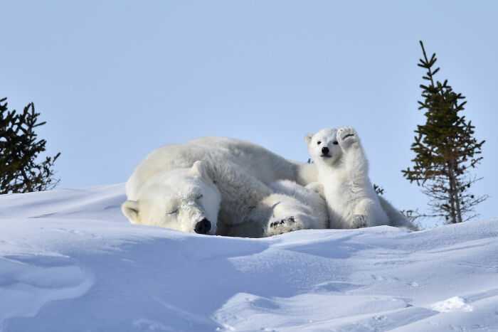 Hello There! Wildlife’s Friendliest Wave