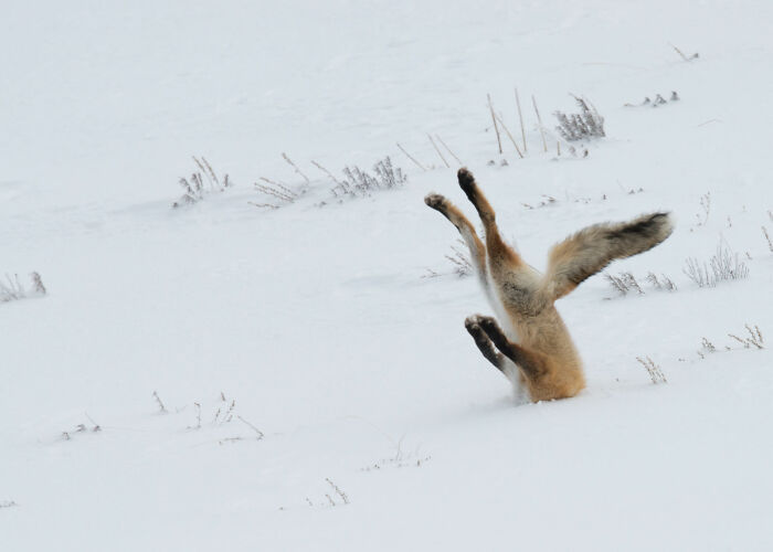 Fox On The Run – Literally!
