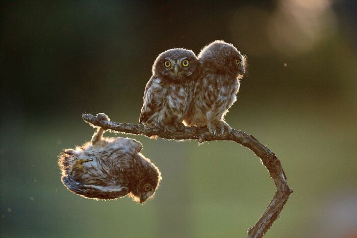 Four Owls, One Big Surprise