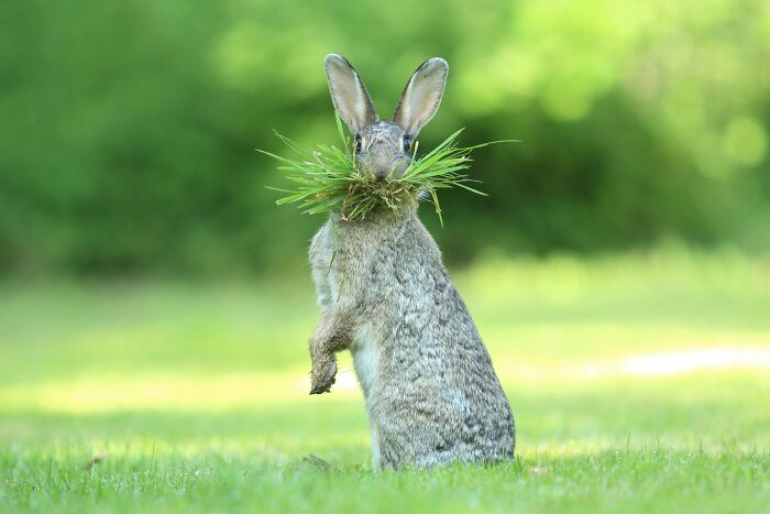 Eh, What’s Up Doc? Wild Bunny Style