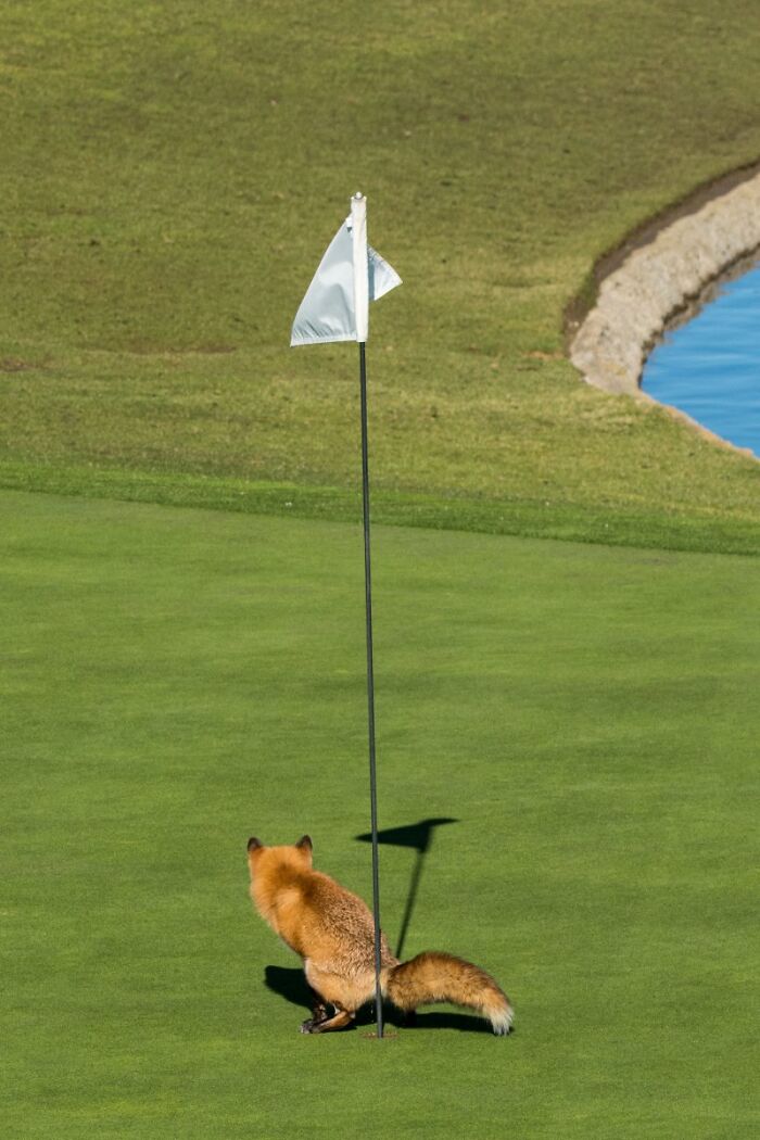 Triple Bogey? More Like Triple LOL!