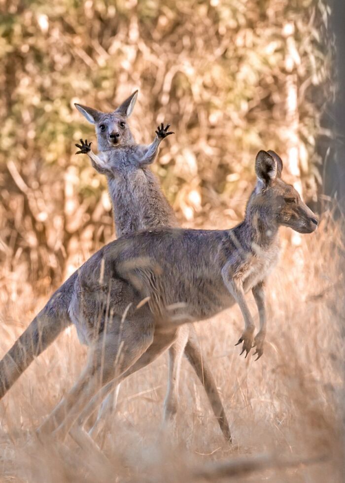 Boing! The Ultimate Wildlife Bounce