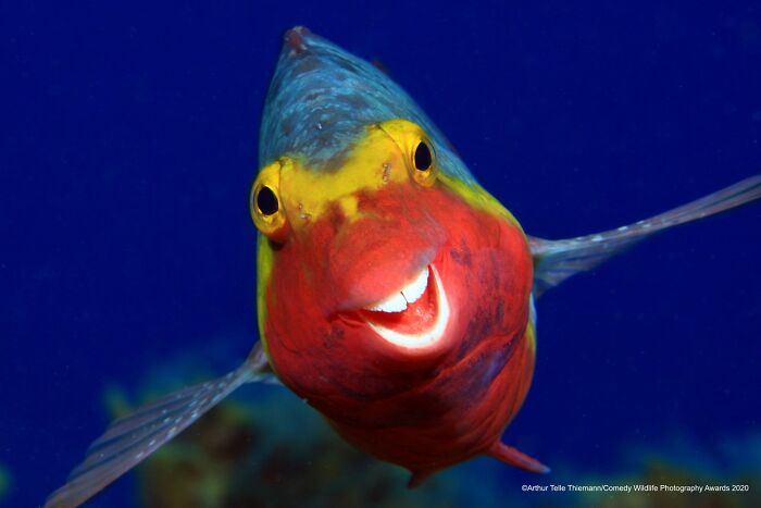Smiley: The Animal Who Wins Every Selfie