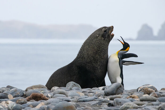 Chest Bump! When Wildlife Gets Friendly