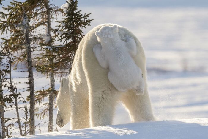 Hitching A Ride, The Wild Way