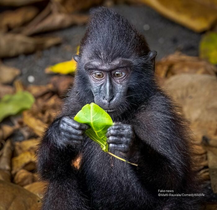 Fake News? Not in This Wildlife Edition