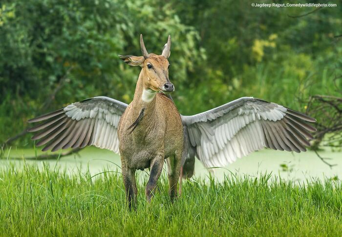 Meet Pegasus: The Flying Horse (Almost)