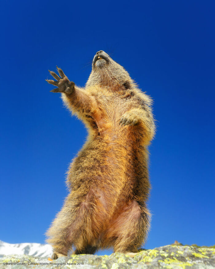 Dancing...yeah! Wildlife Disco Time