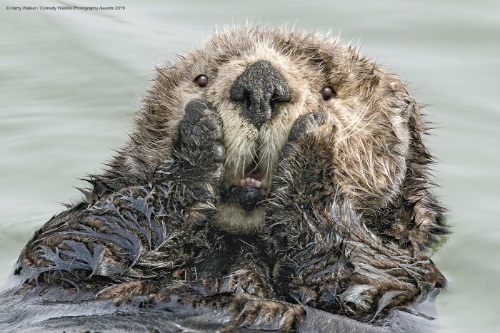 Oh My! That Face Says It All