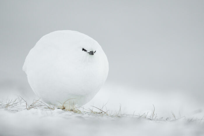 Snowball’s Wild Surprise
