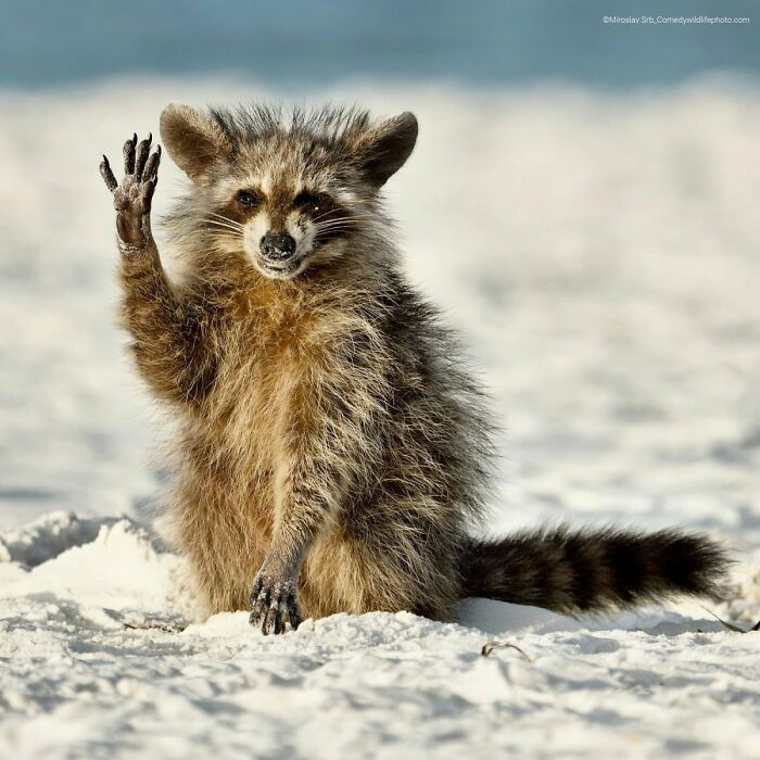 Hello Everyone! Wave Like a Pro