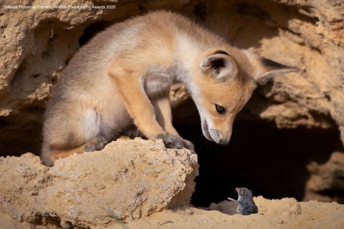 Tough Negotiations: Animal Deal Makers