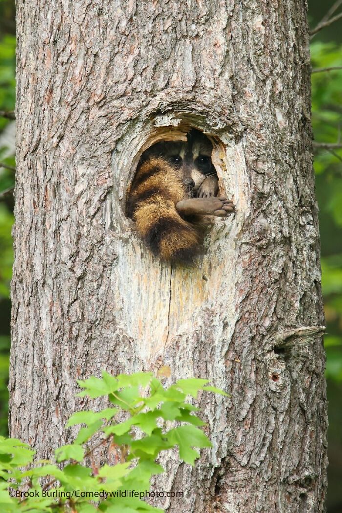 Foot Jam: When Wildlife Gets Stuck