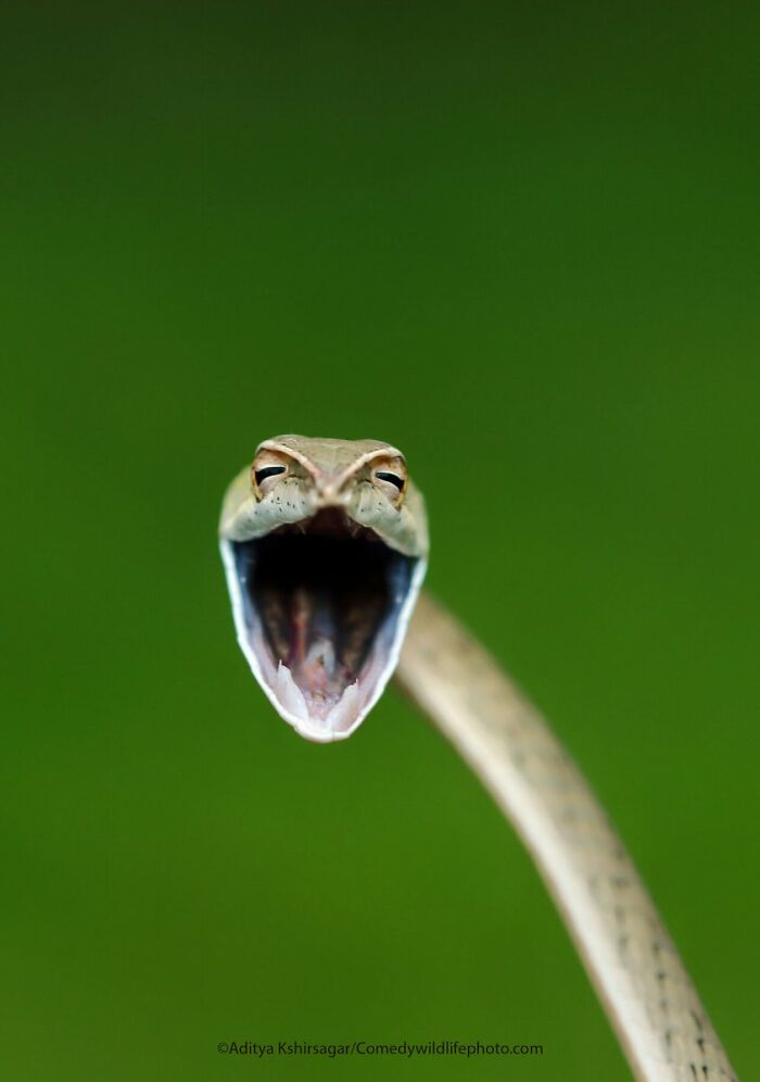 Snake’s Laugh Attack