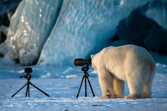 Photograbear: Snatching the Perfect Shot