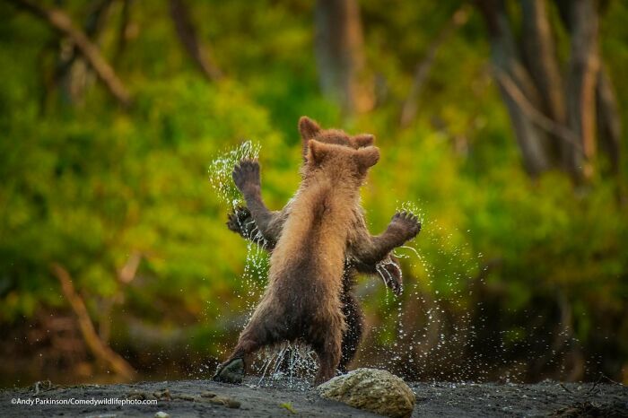 Let’s Dance: The Animal Party Starter