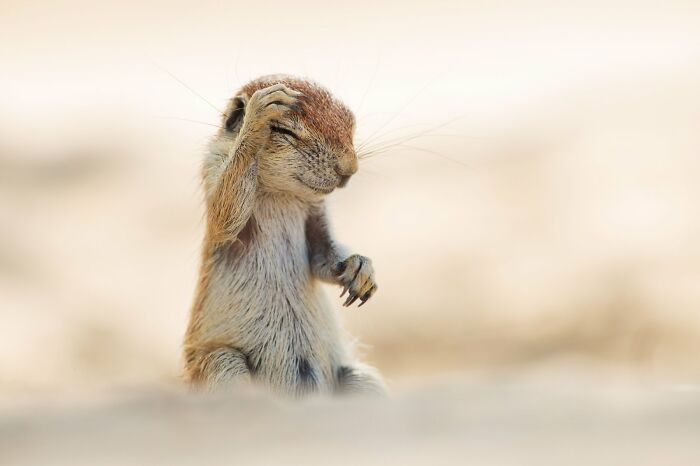 Meet the Ground Squirrel with Attitude