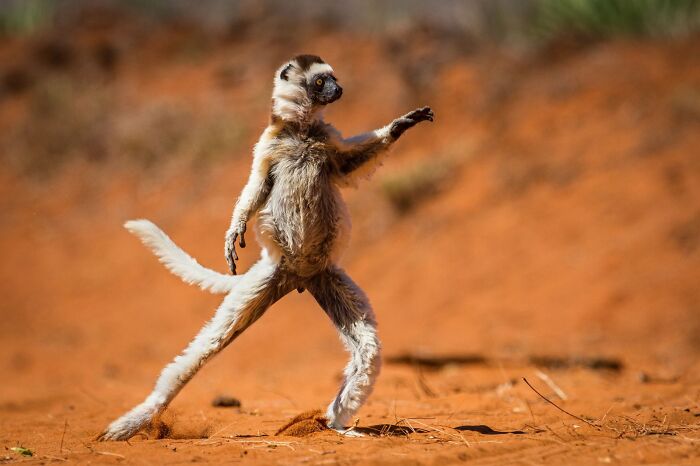 Verreaux's Sifaka: The Ultimate Leaper