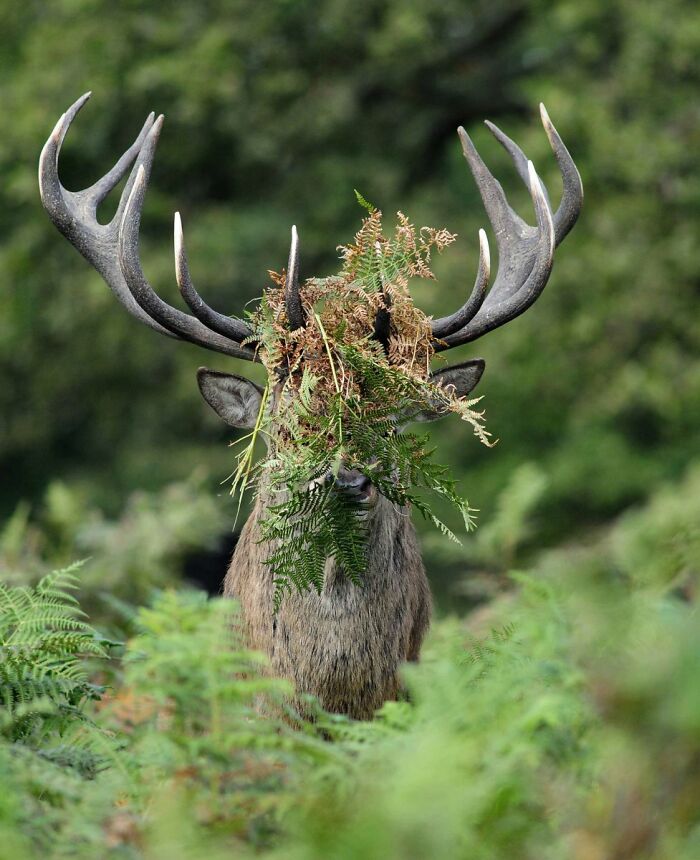 Hide and Seek Champion? Maybe