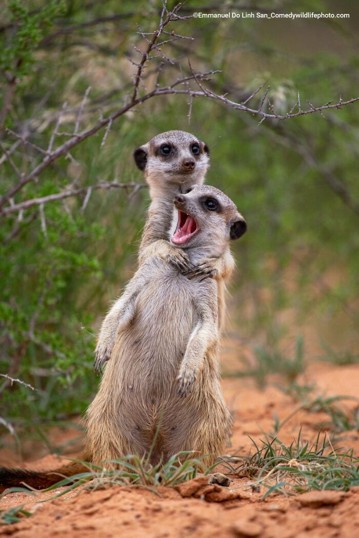 Wait, Nature Is This Hilarious? Check Out 80 Wildlife Pics That Nailed the Comedy Game