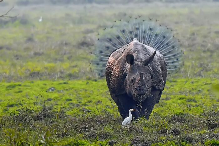 Wait, Nature Is This Hilarious? Check Out 80 Wildlife Pics That Nailed the Comedy Game