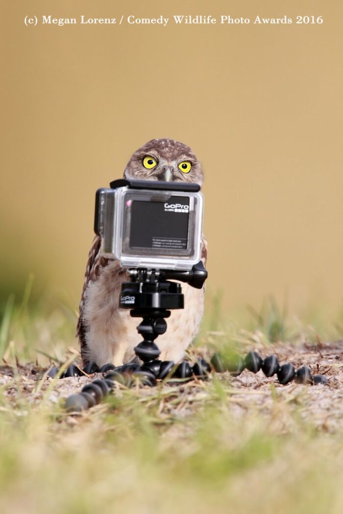 Wait, Nature Is This Hilarious? Check Out 80 Wildlife Pics That Nailed the Comedy Game