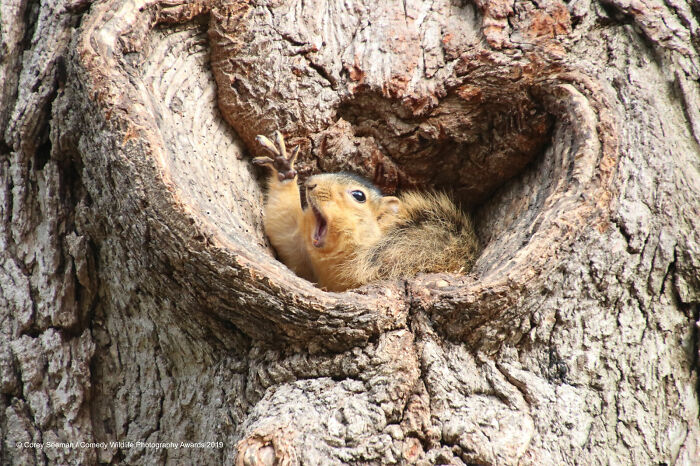 Who Wants A Peanut?