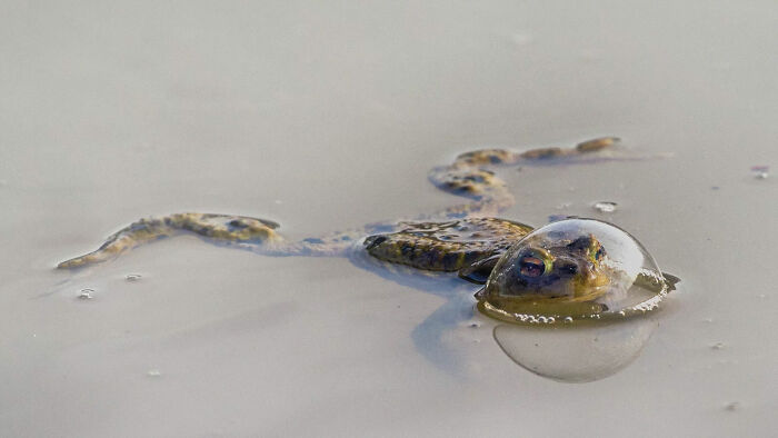 Frog Caught in a Bubble Surprise